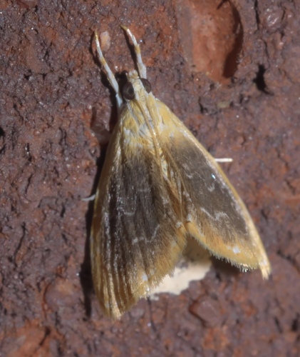 Black-patched Glaphyria Moth photo 3