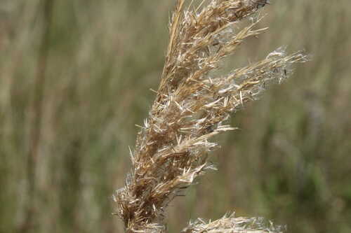Agrostis lachnantha iNat (2)