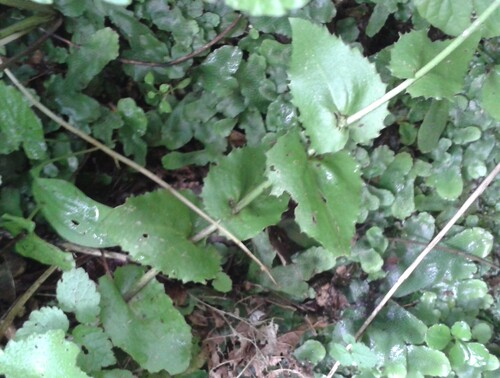 Arabis nordmanniana, photograph 5