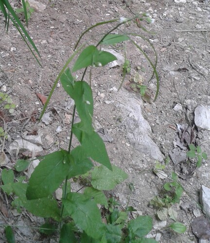 Pendulous rockcress (Catolobus pendulus)