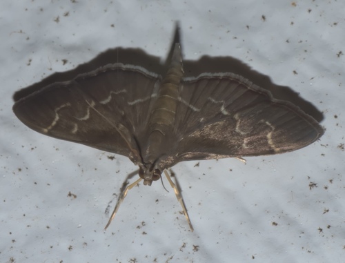 Scraped Pilocrocis Moth photo 5