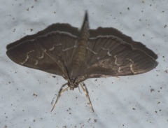 Pilocrocis ramentalis