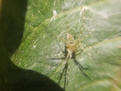 Thaumasia