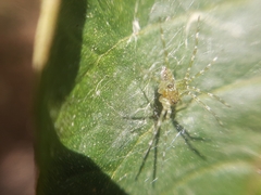 Thaumasia