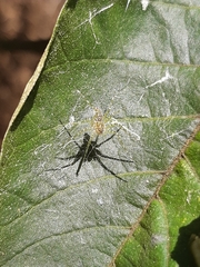 Thaumasia