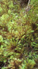 Dendroligotrichum dendroides