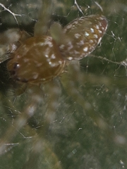 Thaumasia