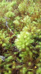 Dendroligotrichum dendroides