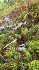 Dendroligotrichum dendroides