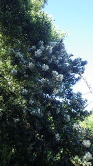Eucryphia cordifolia