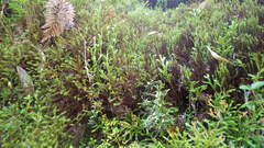 Dendroligotrichum dendroides
