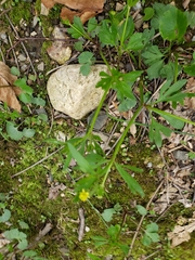 Ranunculus micranthus