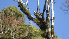 Fascicularia bicolor