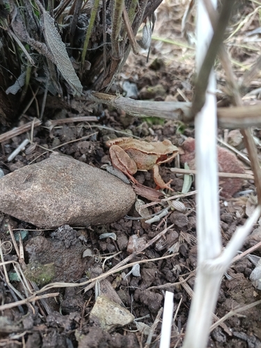 European Common Frog