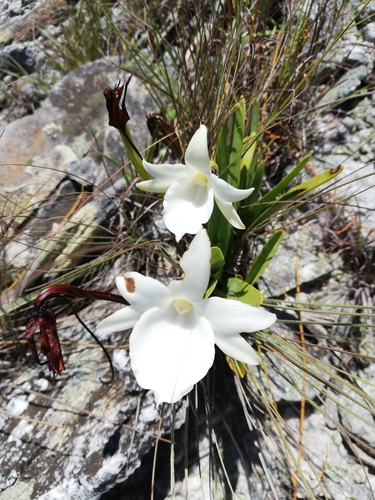 Angraecum protensum