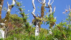 Fascicularia bicolor