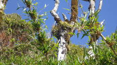 Fascicularia bicolor
