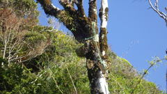 Fascicularia bicolor