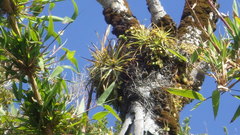 Fascicularia bicolor