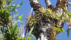 Fascicularia bicolor