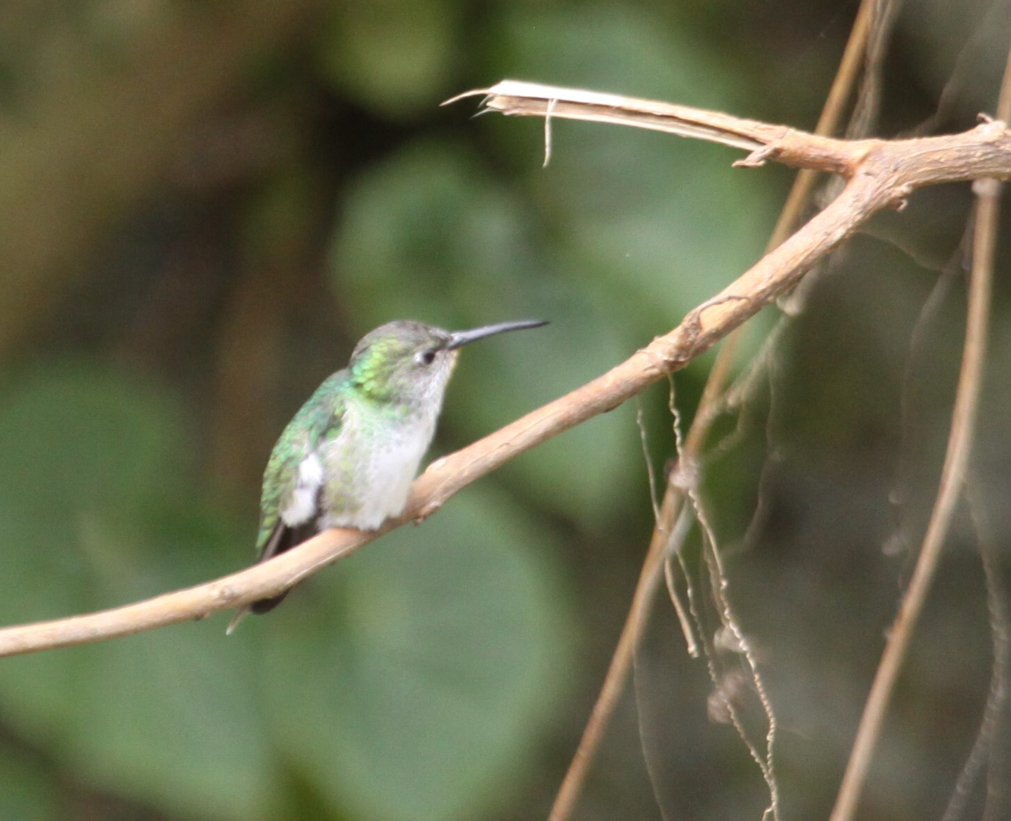 Green-and-white Hummingbird (Elliotomyia viridicauda), photo 9