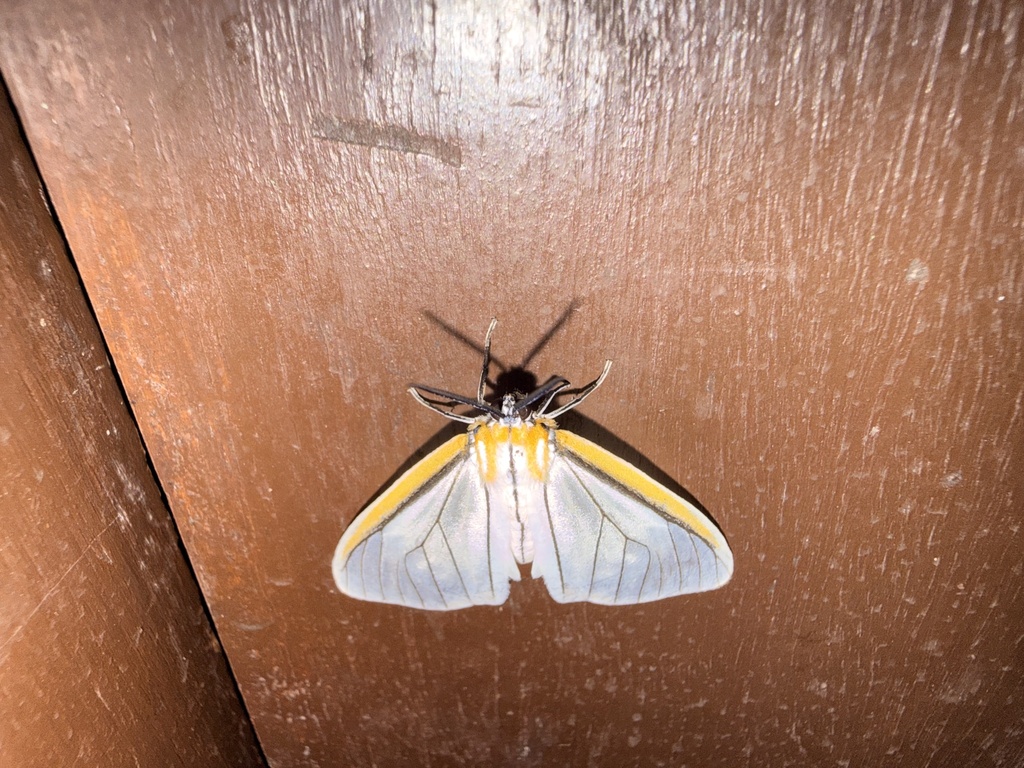 Hyalurga fenestrata
