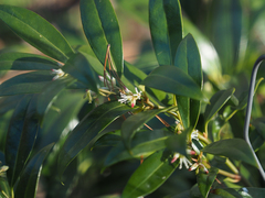 Sarcococca ruscifolia
