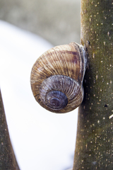 Helix pomatia