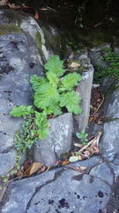 Francoa appendiculata