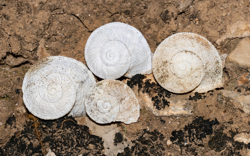 Caracol chapa