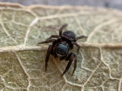 Chalcoscirtus diminutus