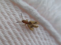 Cryptamorpha desjardinsi