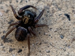 Chalcoscirtus diminutus