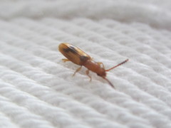 Cryptamorpha desjardinsi