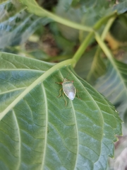 Brontocoris nigrolimbatus