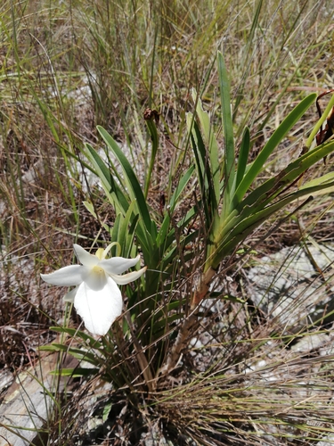 Angraecum protensum