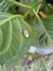 Brontocoris nigrolimbatus