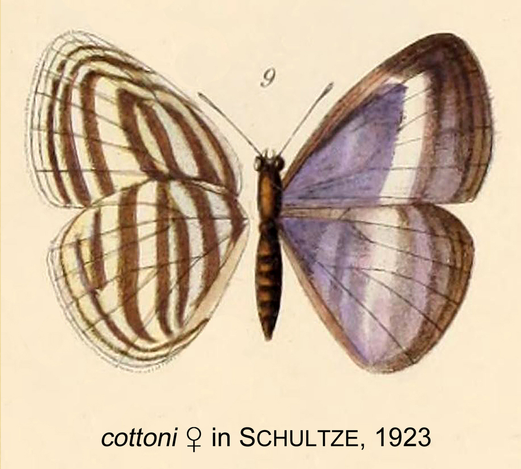 Powellana cottoni