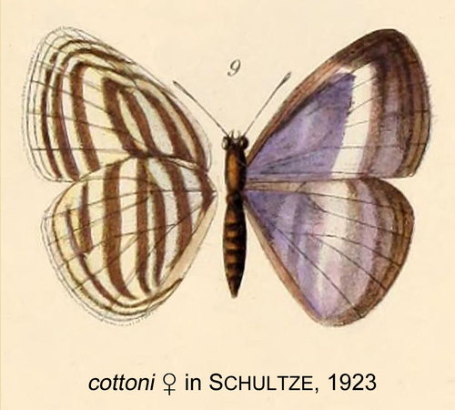 Powellana cottoni