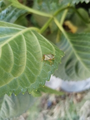 Brontocoris nigrolimbatus