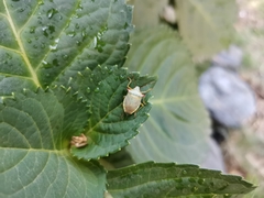 Brontocoris nigrolimbatus
