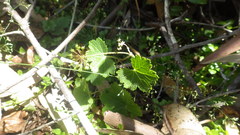Hydrocotyle poeppigii