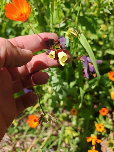 Greater honeywort