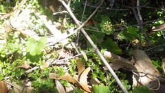 Hydrocotyle poeppigii