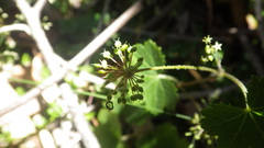 Hydrocotyle poeppigii
