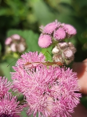 Jalysus