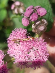 Jalysus