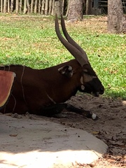 Tragelaphus eurycerus