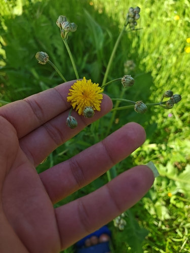 Beaked Hawksbeard