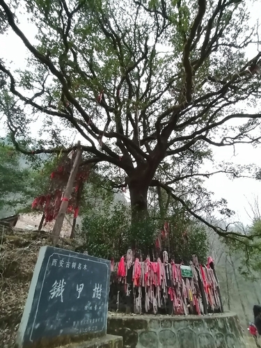 Quercus spinosa, photograph 5